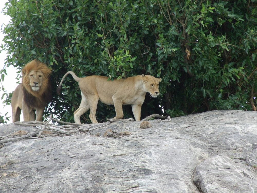 Il Parco Nazionale del Serengeti, prima attrazione della Tanzania