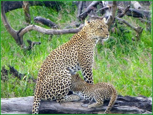 Parco Nazionale del Serengeti, 1ª attrazione della Tanzanie