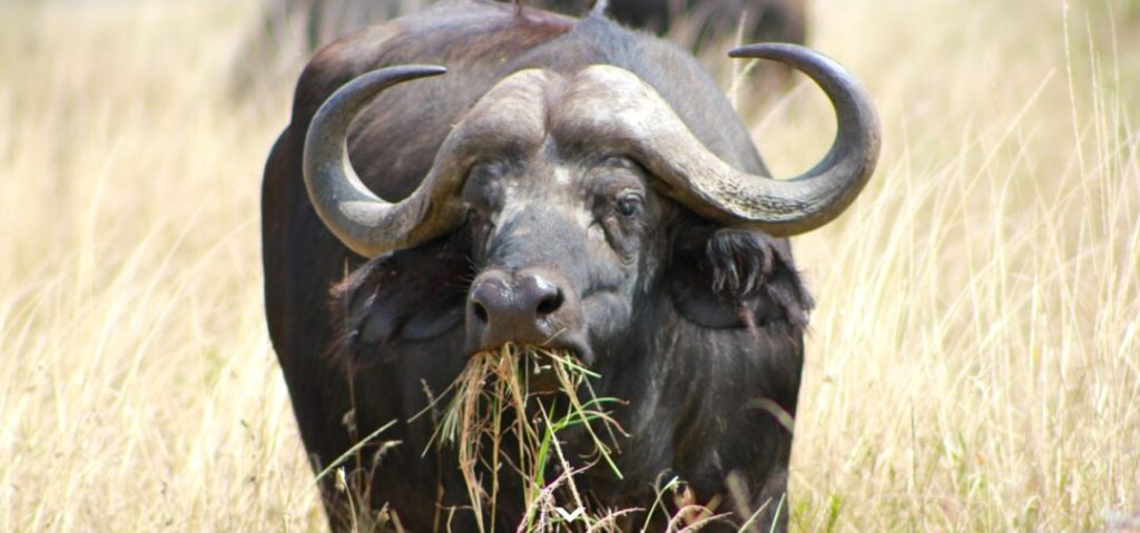 Bufalo della Tanzania