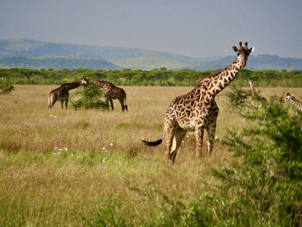 Parco Nazionale del Serengeti, 1ª attrazione della Tanzanie