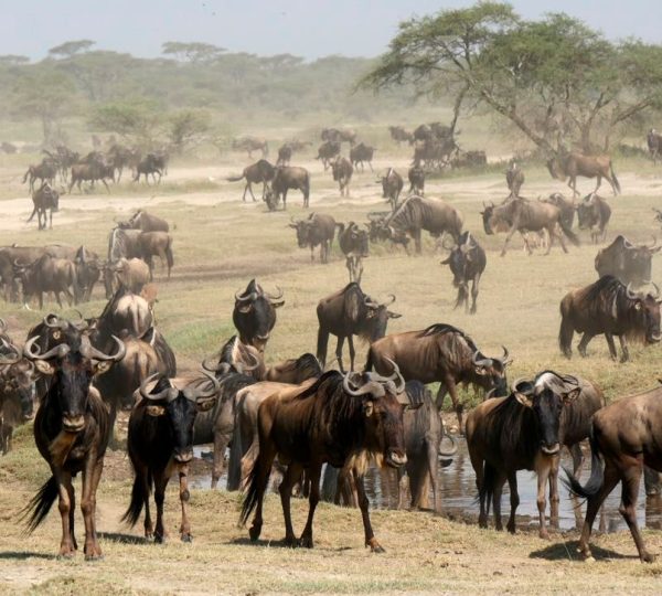 Grande Migrazione Tanzania