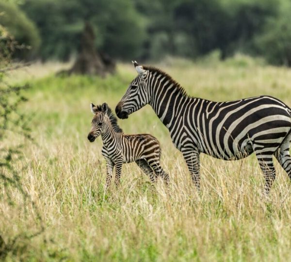 Parco nazionale del Tarangire