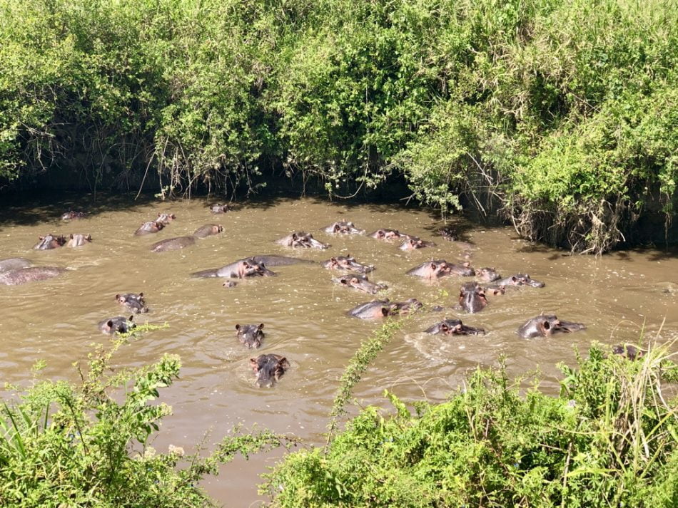 Parco Nazionale del Serengeti, 1ª attrazione della Tanzanie