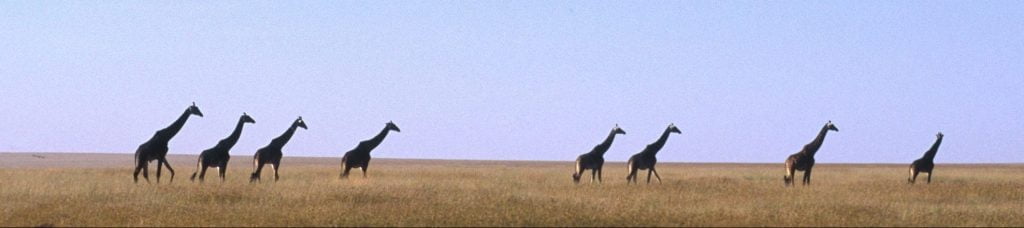 Giraffe Srengeti