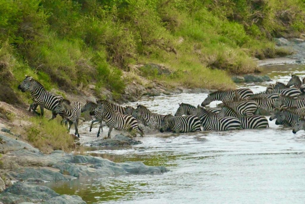 Zebre Serengeti