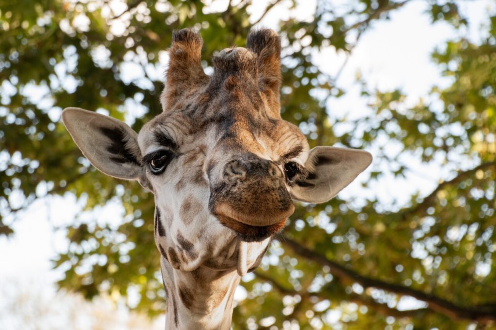 ou-faire-safari
