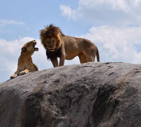 Parco Manyara