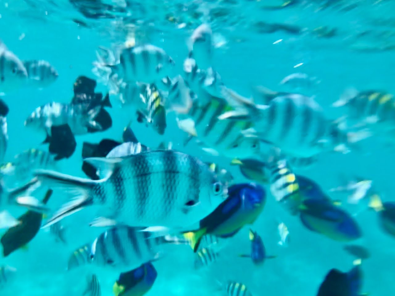 Immersione Zanzibar