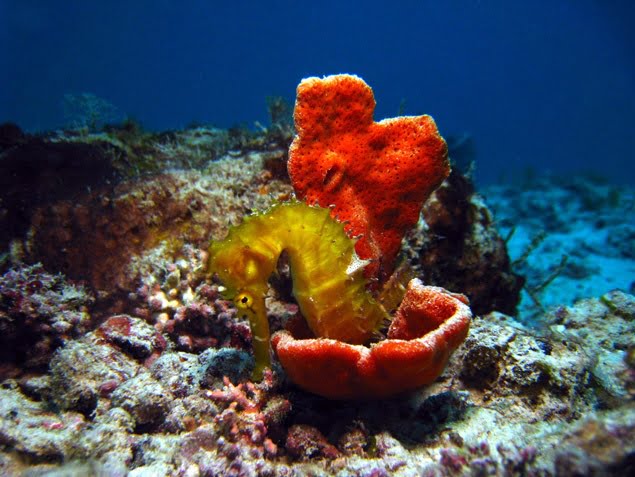 Immersione Zanzibar