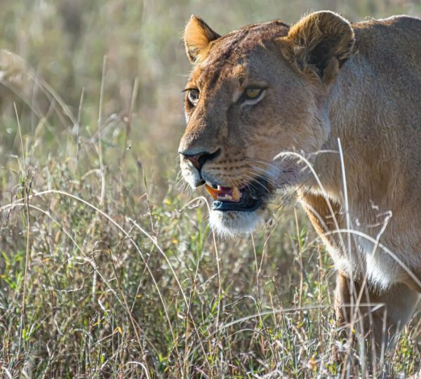 riserva di Selous