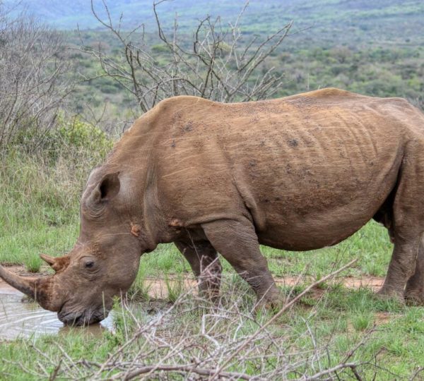 Rinoceronte Tanzania