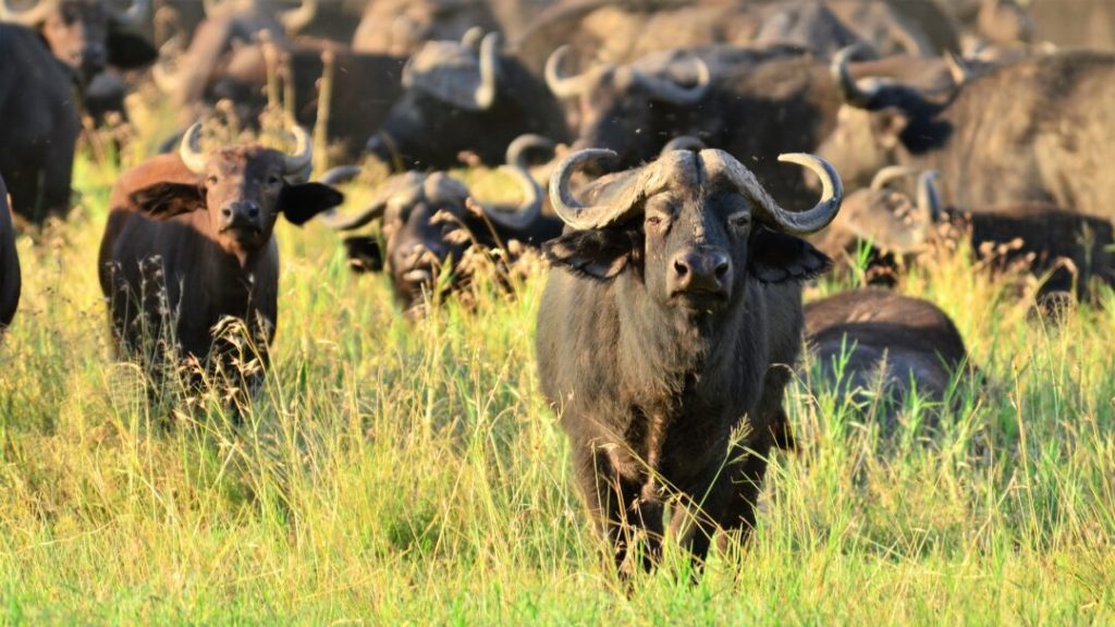 safari-authentique-tanzanie