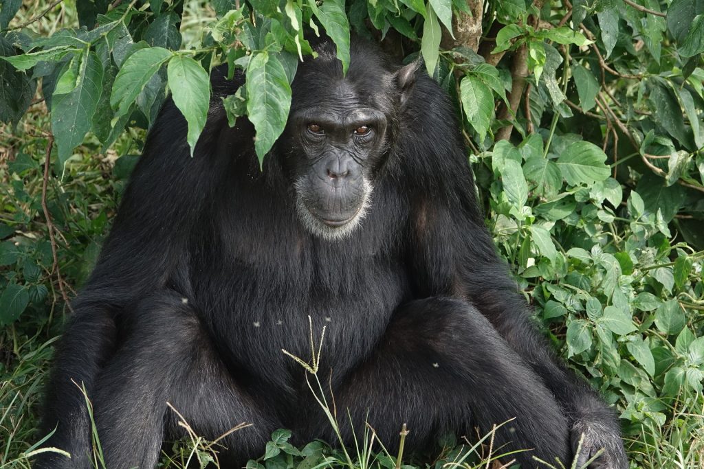 Immagine safari Tanzania 62