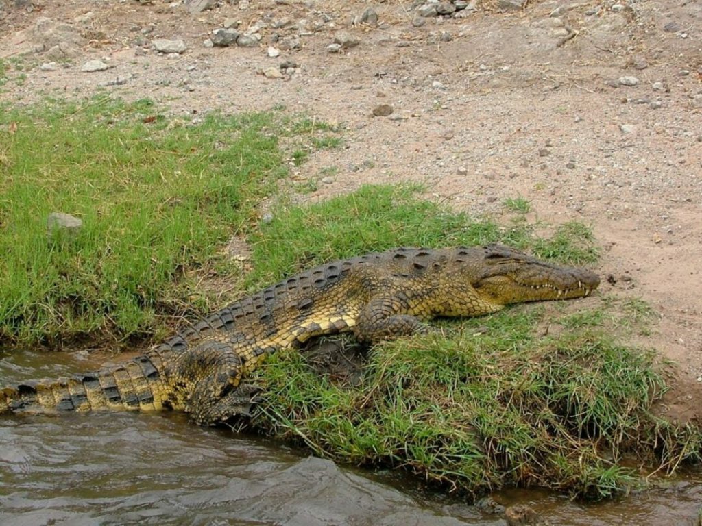tanzania-safari-katavi