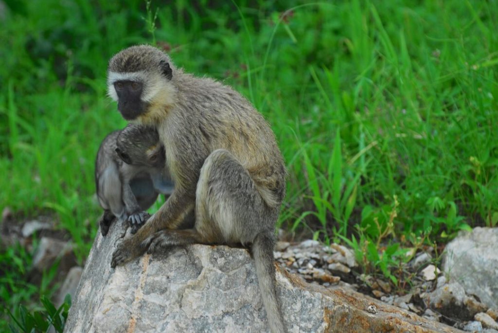 voyage-tanzanie-gombe-stream