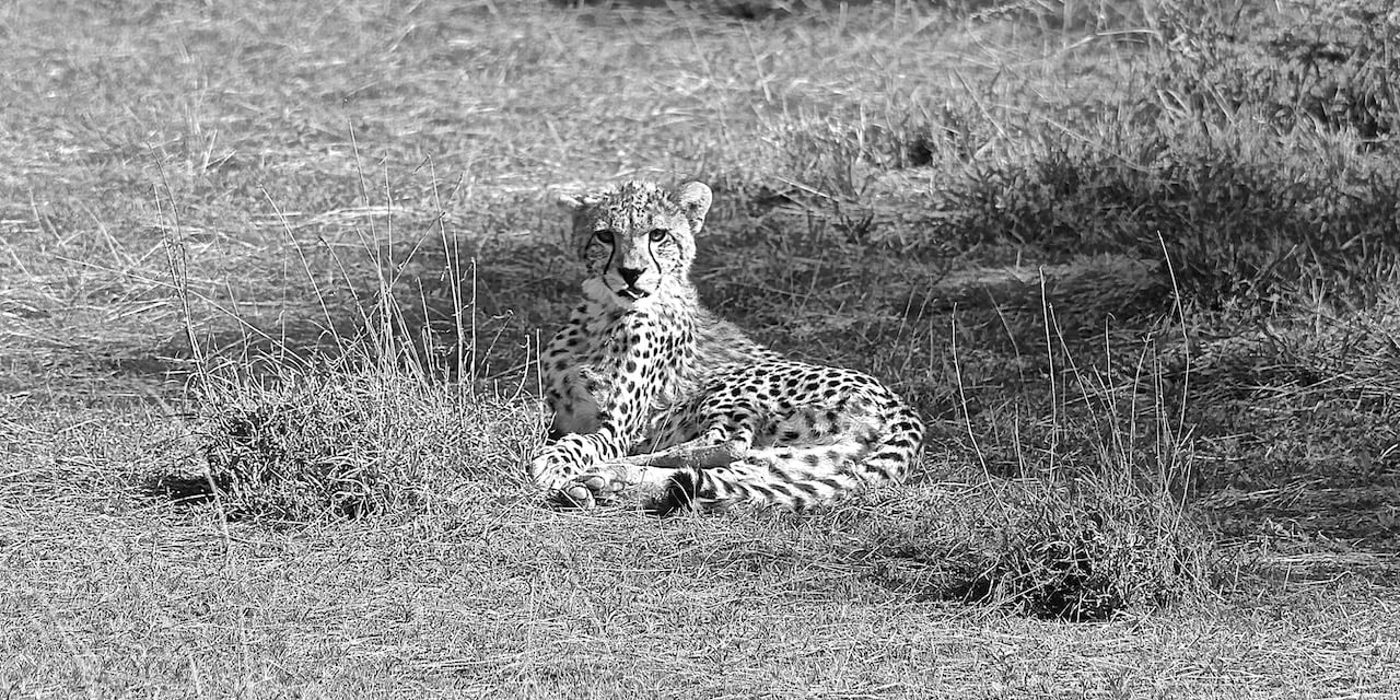 Immagine safari Tanzania 80
