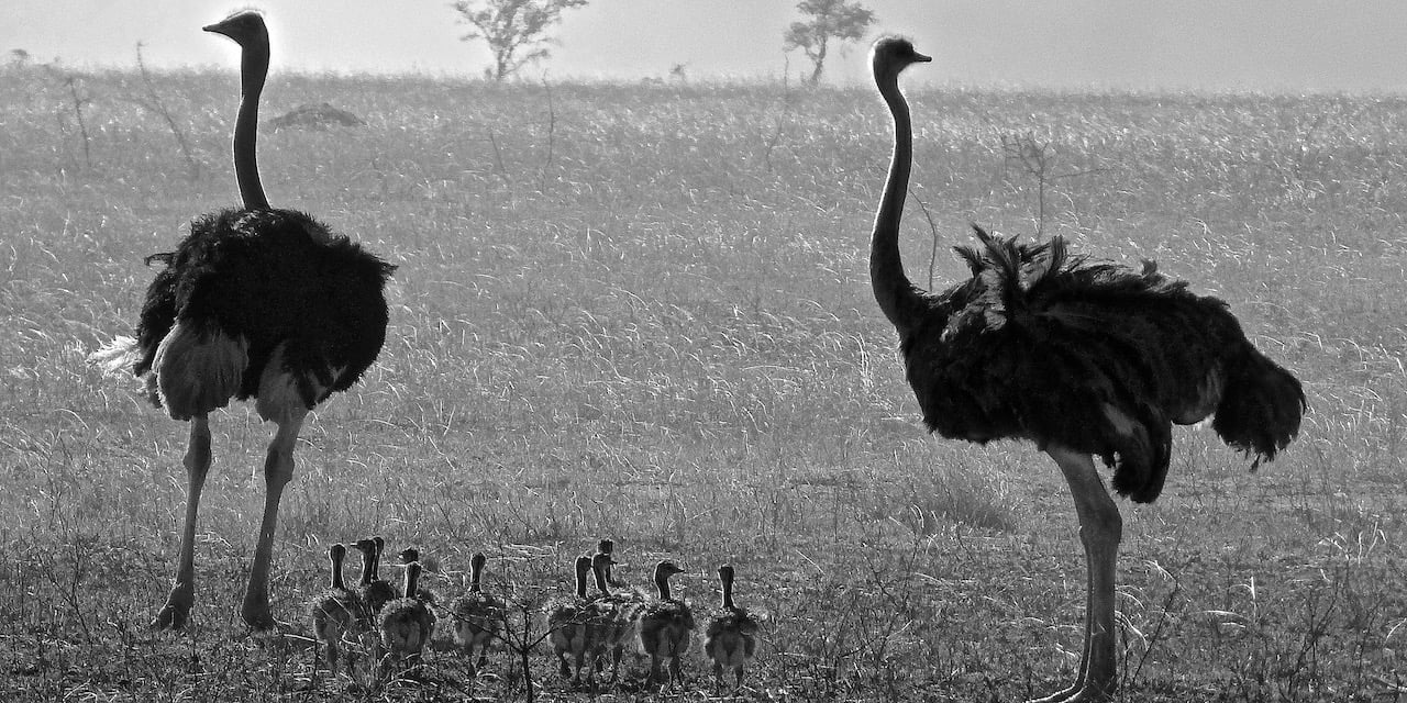 Immagine safari Tanzania 86