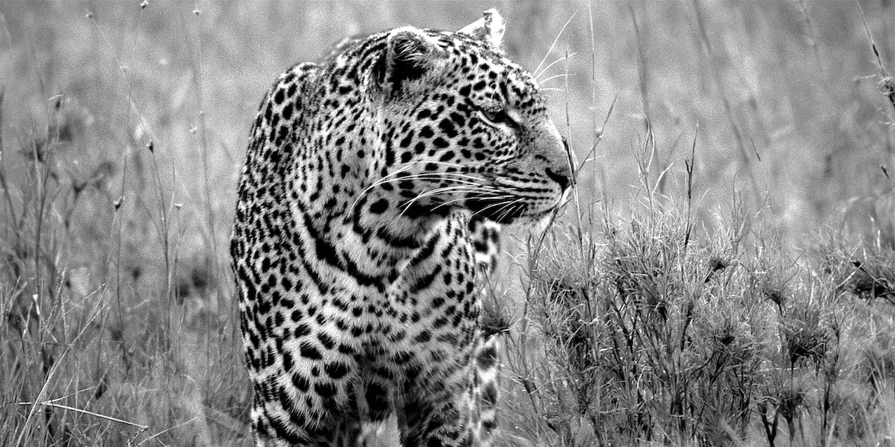 Immagine safari Tanzania 79