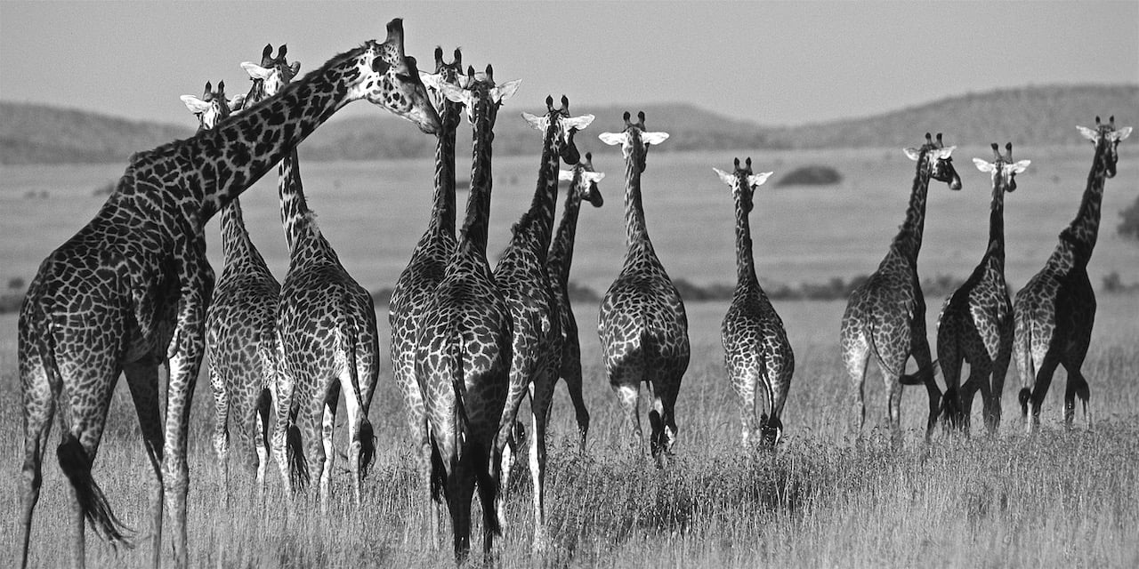 Immagine safari Tanzania 85
