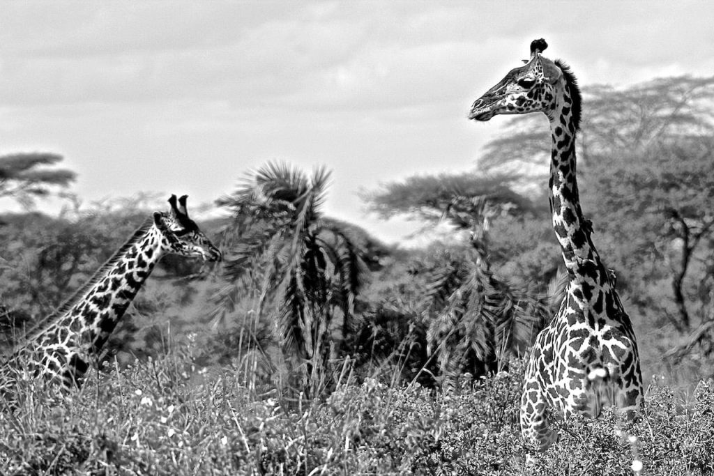 Immagine safari Tanzania 72