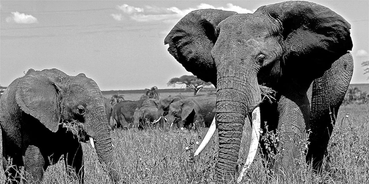 Immagine safari Tanzania 83