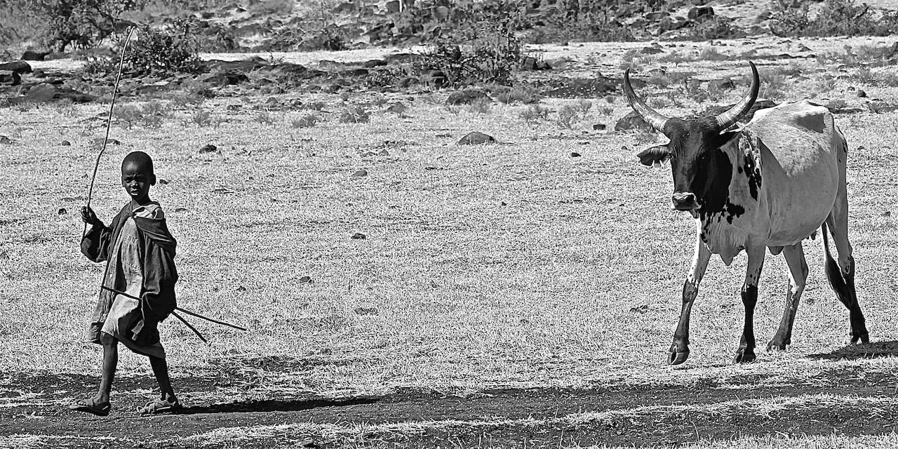 Immagine safari Tanzania 88