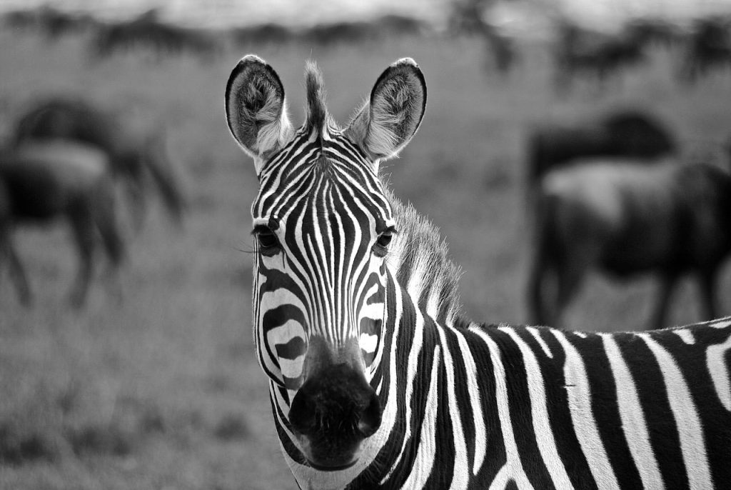 Immagine safari Tanzania 68