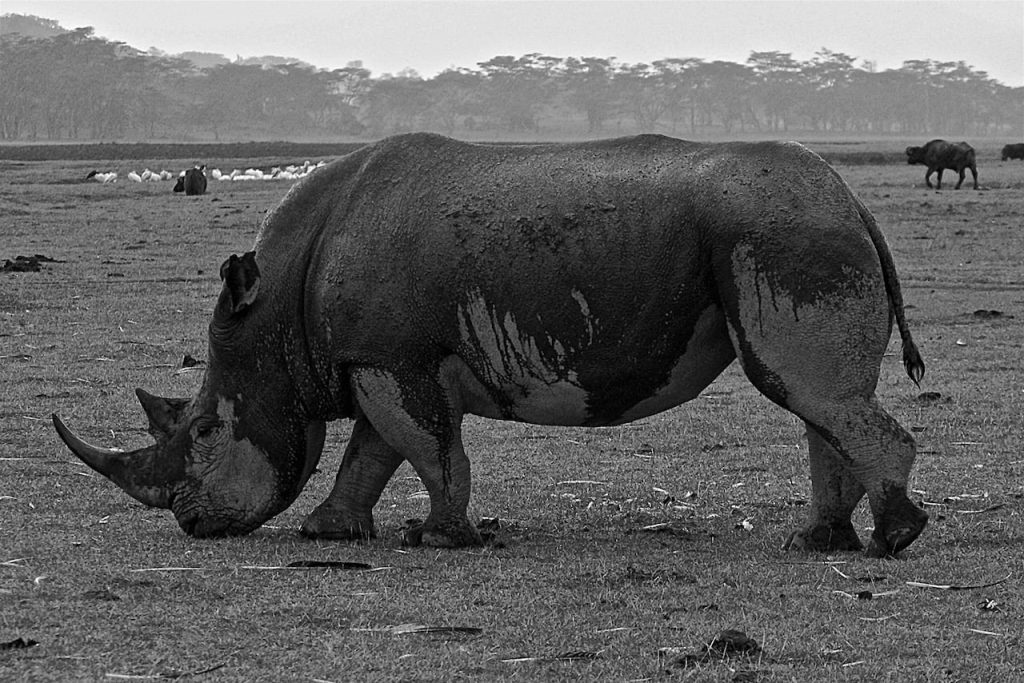 Immagine safari Tanzania 69