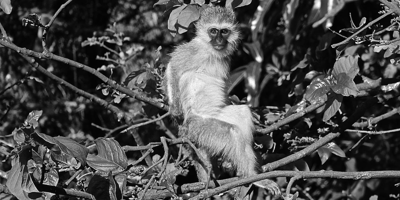 Immagine safari Tanzania 91