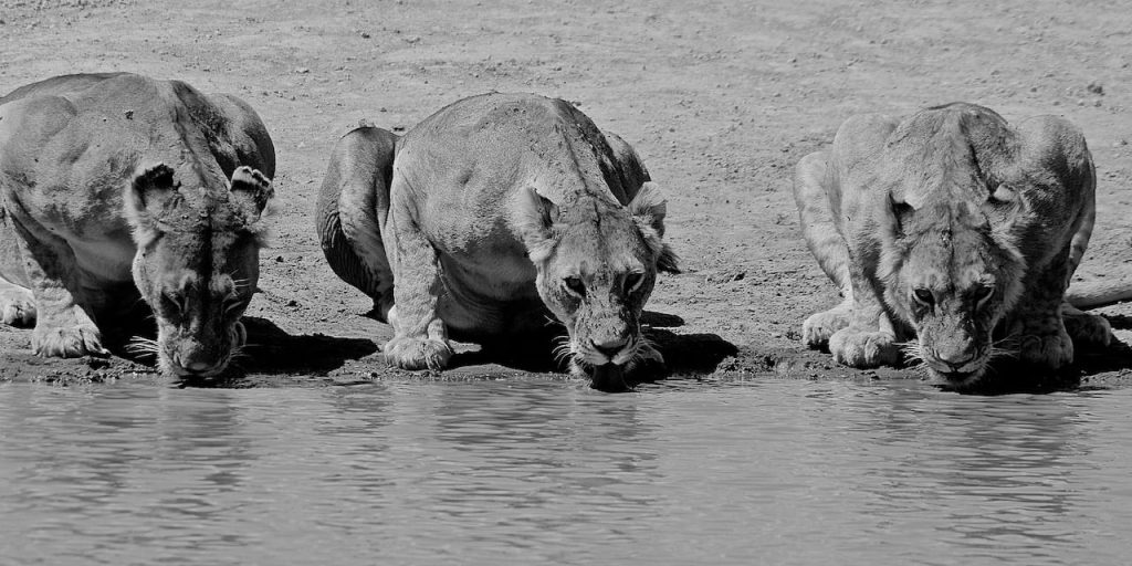Immagine safari Tanzania 70