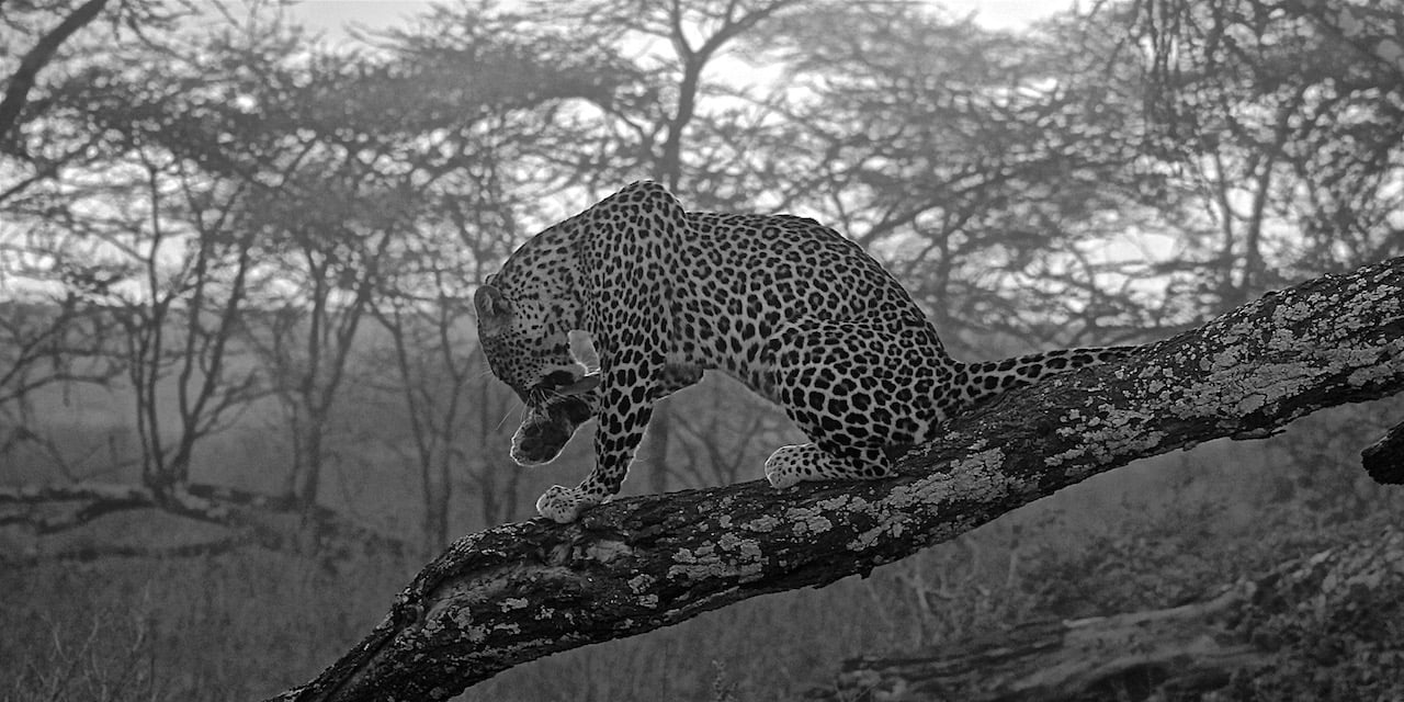 Immagine safari Tanzania 87