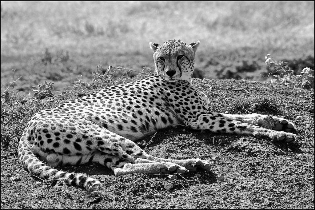 Immagine safari Tanzania 73