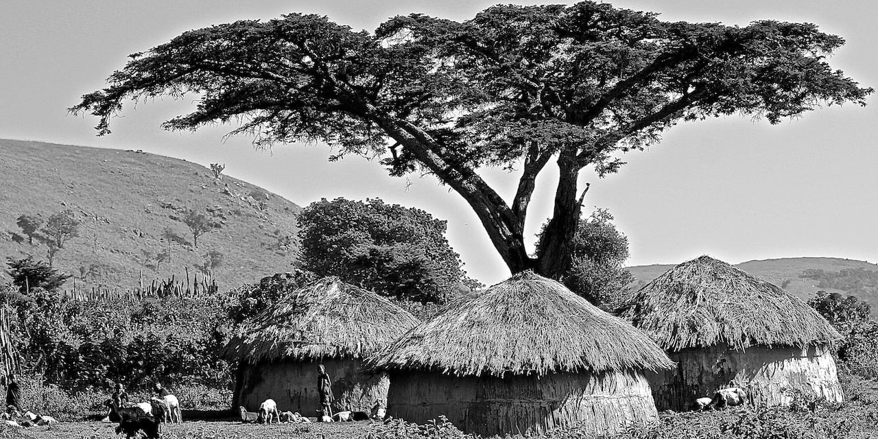 Immagine safari Tanzania 82