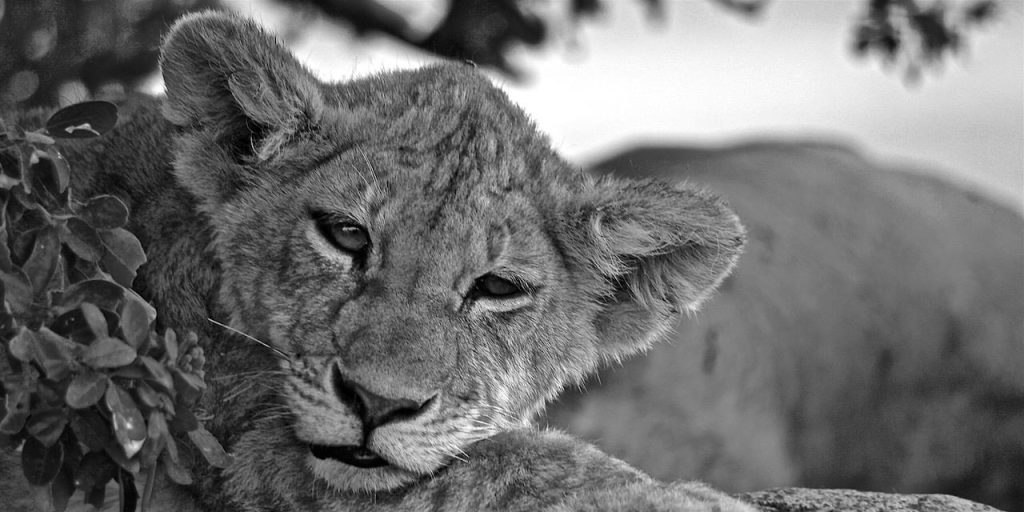 Immagine safari Tanzania 67