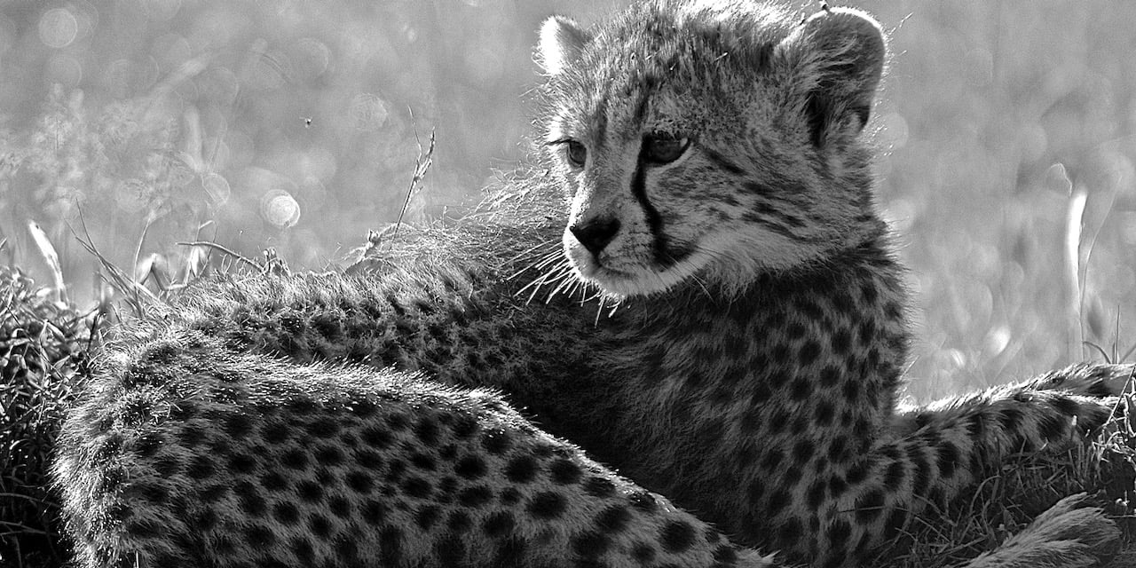 Immagine safari Tanzania 84
