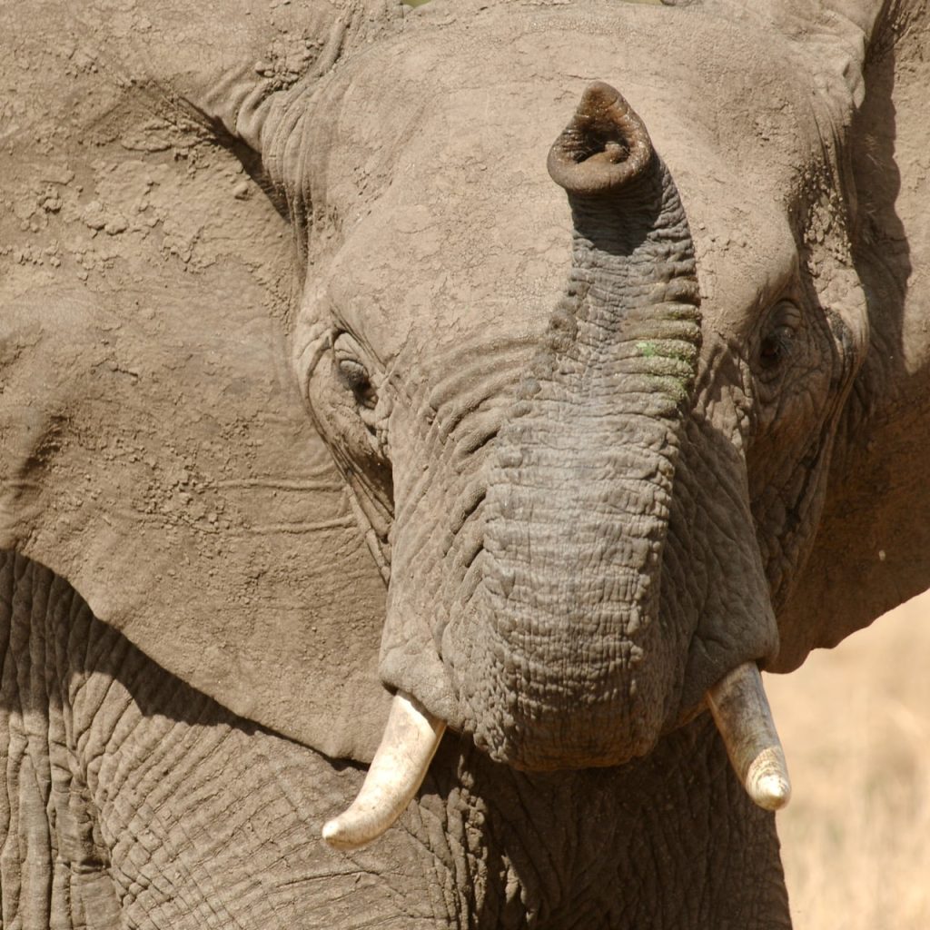 Immagine safari Tanzania 9
