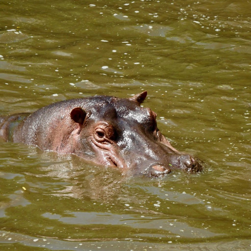 Immagine safari Tanzania 6