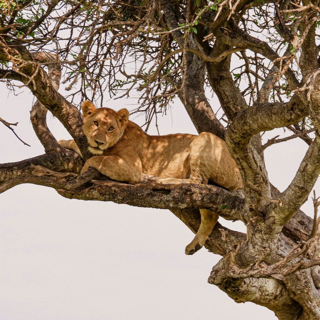 Immagine safari Tanzania 26