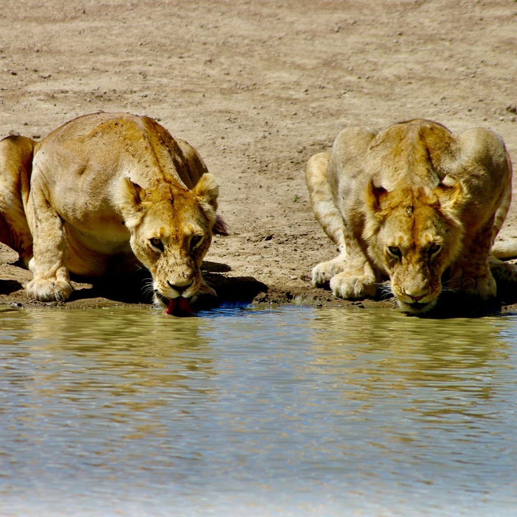 Immagine safari Tanzania 27