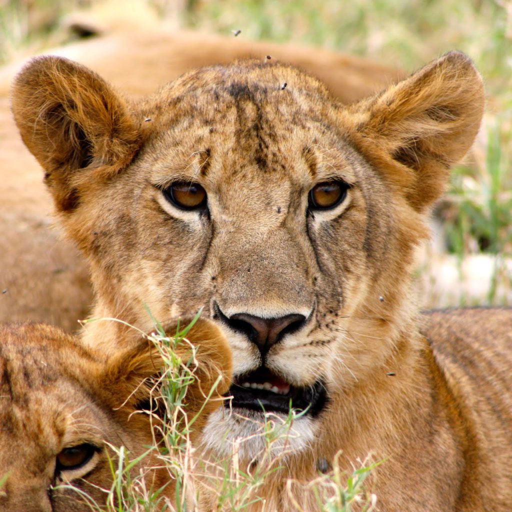 Immagine safari Tanzania 24