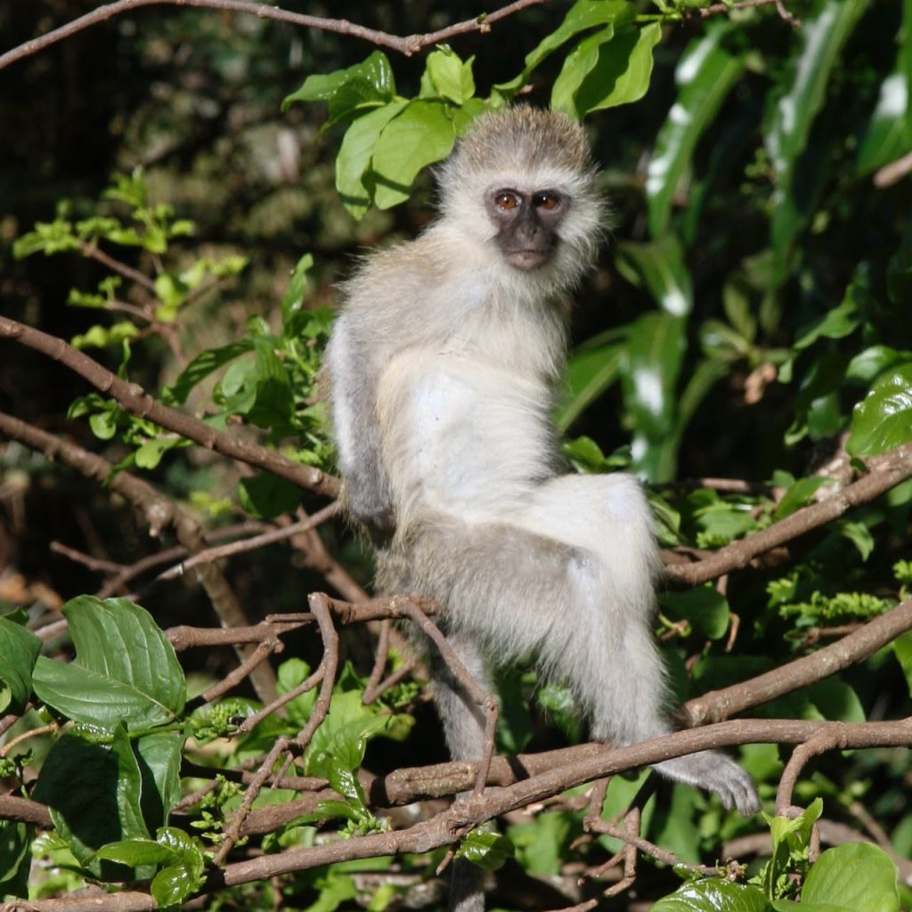Immagine safari Tanzania 23