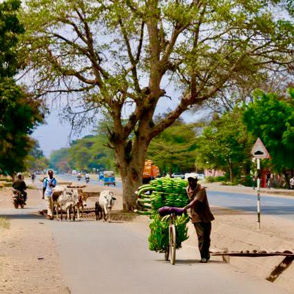 Immagine safari Tanzania 15