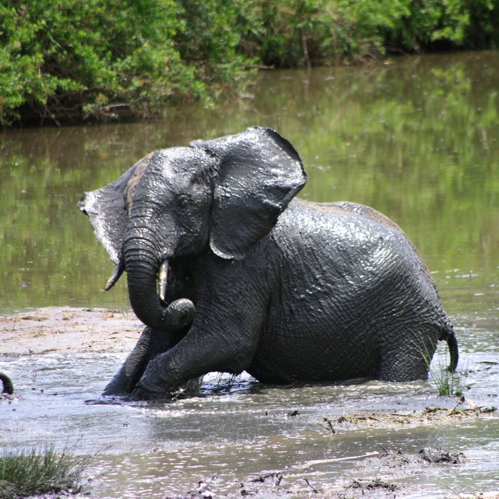Immagine safari Tanzania 7