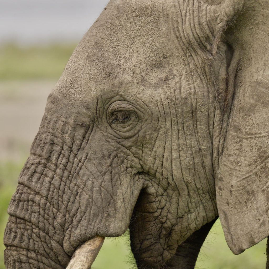Immagine safari Tanzania 11