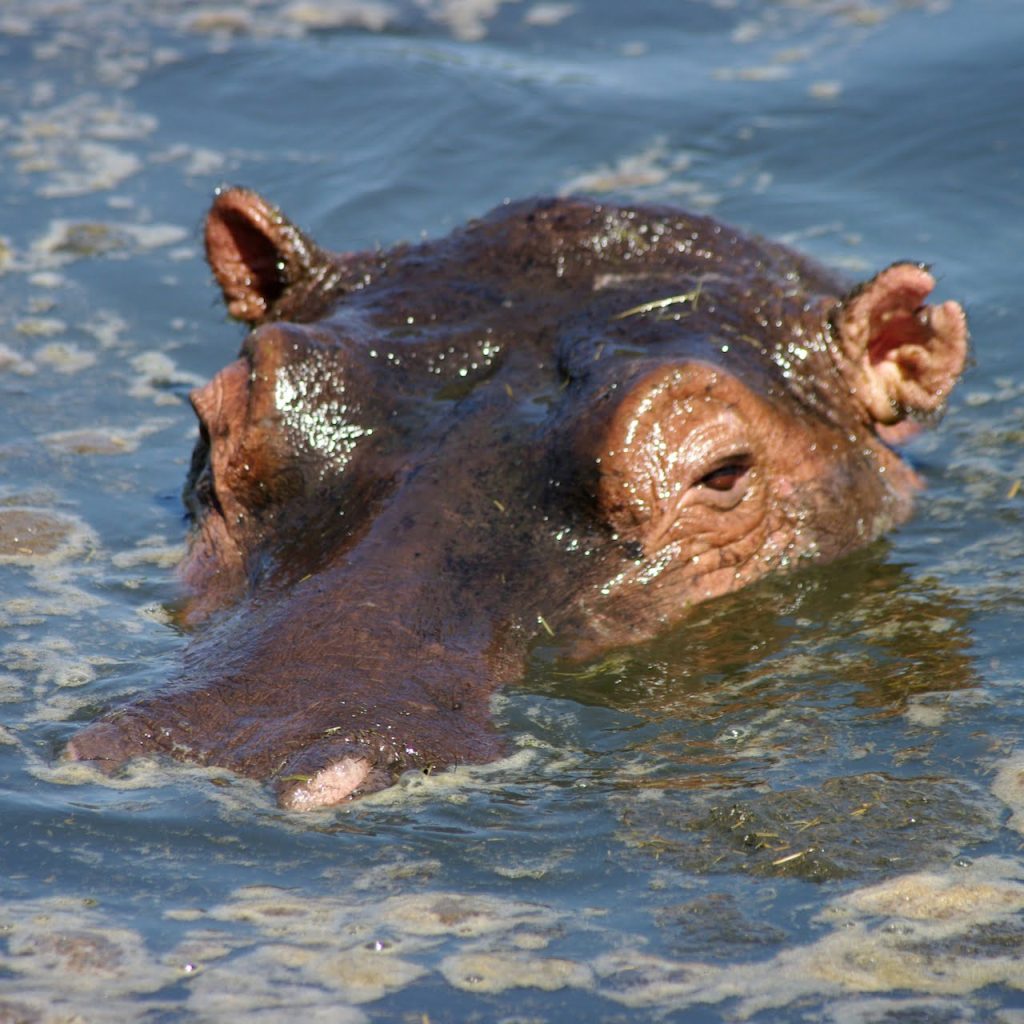 Immagine safari Tanzania 5