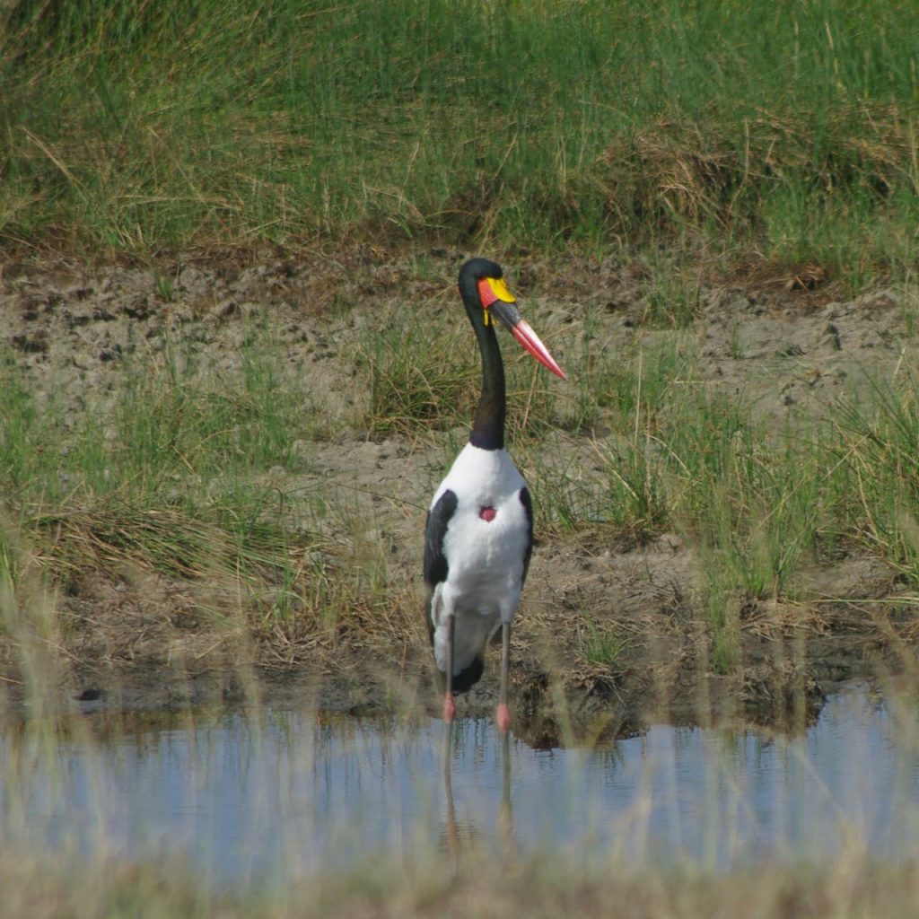 Immagine safari Tanzania 3