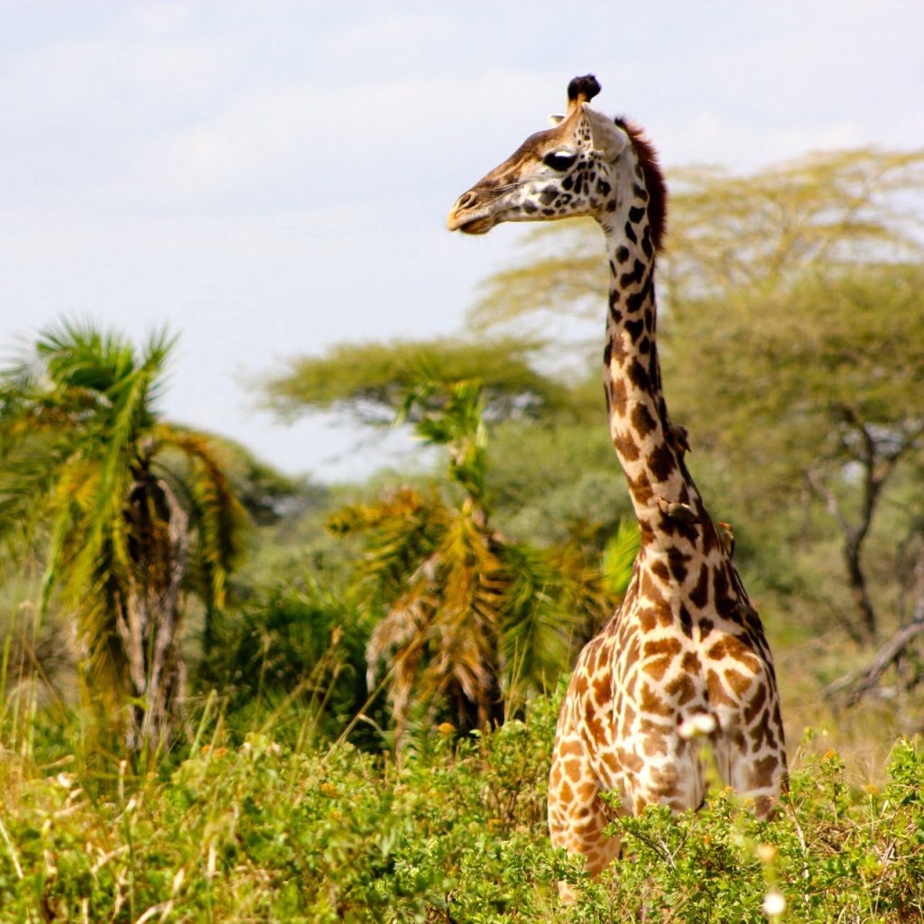 Immagine safari Tanzania 8