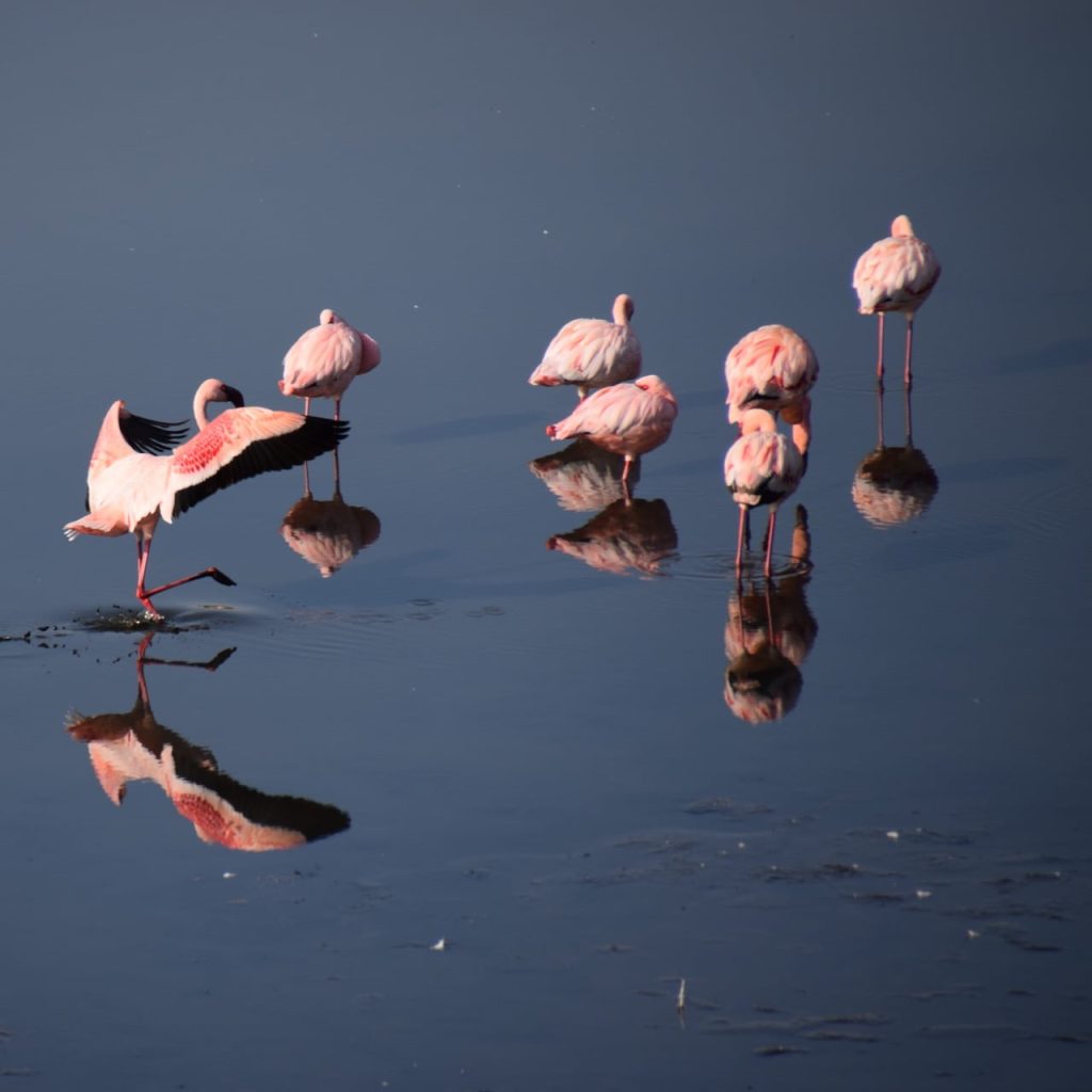 Immagine safari Tanzania 30
