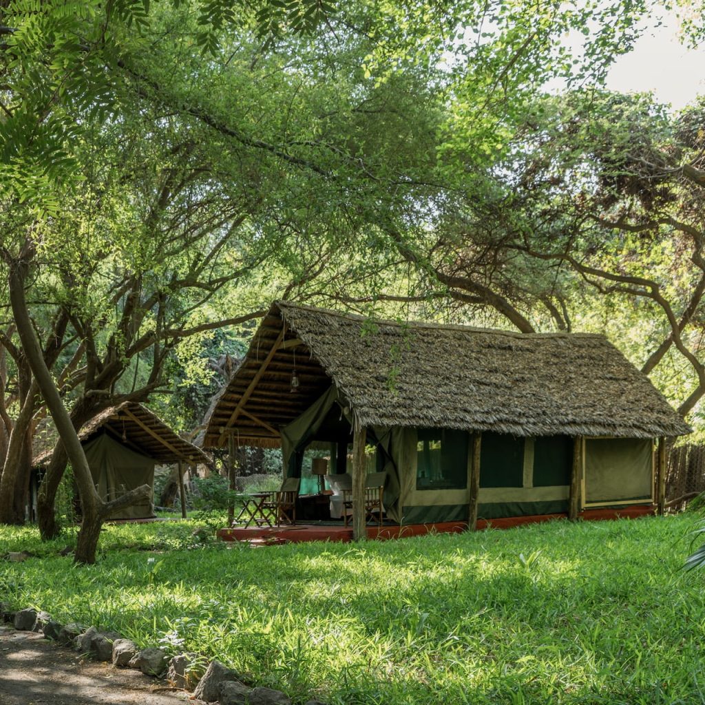 Immagine safari Tanzania 58