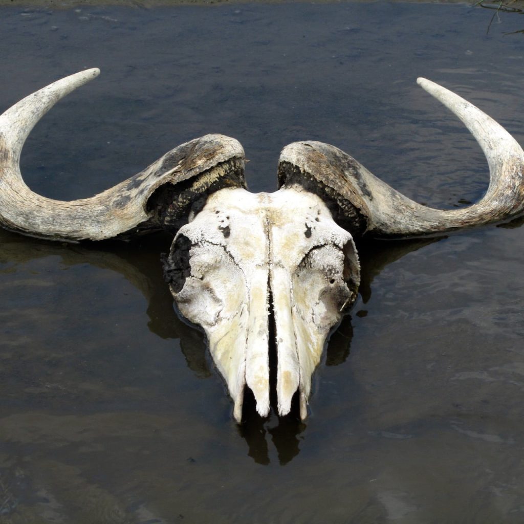 Immagine safari Tanzania 42